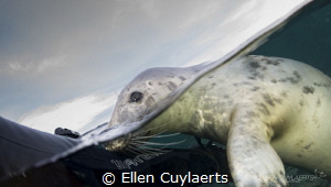 Grey seal, Farne Islands UK
We had a great time snorkeli... by Ellen Cuylaerts 